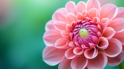 Delicate pink dahlia blossom in soft focus against a serene green backdrop, perfect for adding a touch of floral elegance to your design projects