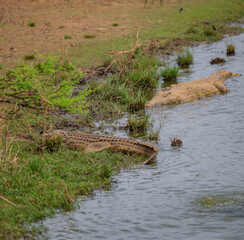 Nile crocodile in Kruger National Park South Africa