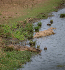 Nile crocodile in Kruger National Park South Africa