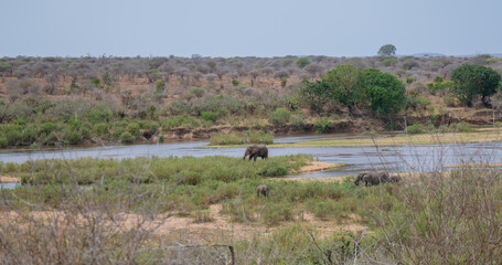 View and landscape - Flora Botany Bush in Kruger Nationalpark