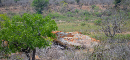 Lion in the bush of Kruger National Park South Africa