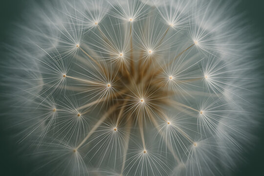 A macro shot of a dandelion seed head