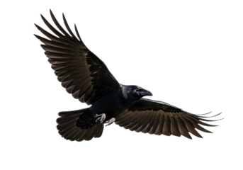Majestic black raven flying PNG isolated on transparent background, dark bird with outstretched wings in flight, wildlife animal