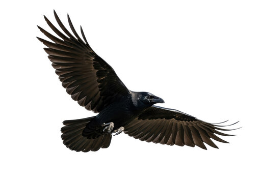 Majestic black raven flying PNG isolated on transparent background, dark bird with outstretched wings in flight, wildlife animal