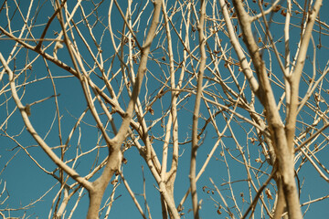 Bare branches against a blue sky