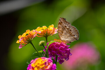 A brown butterfly with eye spots rests on vibrant clusters of orange, yellow, and magenta Lantana flowers in bright sunlight.