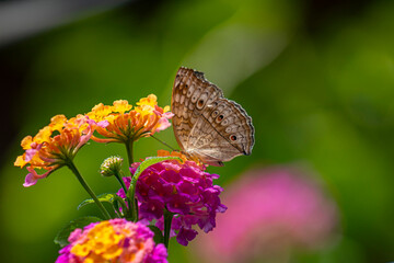 A brown butterfly with eye spots rests on vibrant clusters of orange, yellow, and magenta Lantana flowers in bright sunlight.