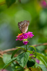A brown butterfly with eye spots rests on vibrant clusters of orange, yellow, and magenta Lantana flowers in bright sunlight.