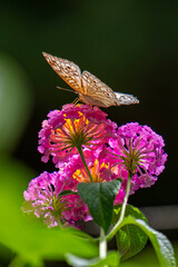 A brown butterfly with eye spots rests on vibrant clusters of orange, yellow, and magenta Lantana flowers in bright sunlight.