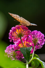 A brown butterfly with eye spots rests on vibrant clusters of orange, yellow, and magenta Lantana flowers in bright sunlight.