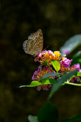 A brown butterfly with eye spots rests on vibrant clusters of orange, yellow, and magenta Lantana flowers in bright sunlight.