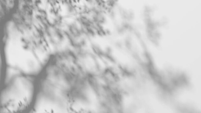 Abstract shadow tree crown branches on wind background, looped animation