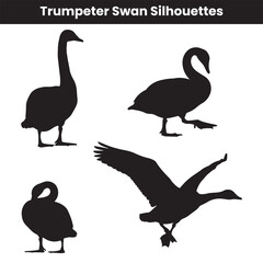 Trumpeter Swan Silhouettes