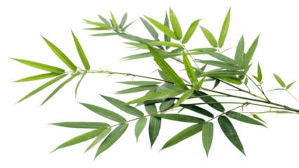 Vibrant green bamboo leaves branch gracefully, bringing natural elegance and organic beauty to any design project.