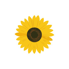 Vibrant Sunflower on White Background Floral Design Element