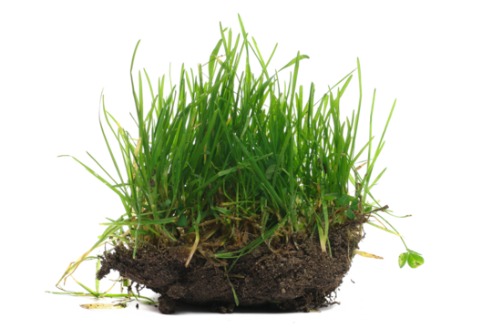 Green grass with dirt isolated on white background and texture	