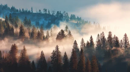Poster Mistig bos Forest trees during foggy morning sunrise with mist  © ProVector