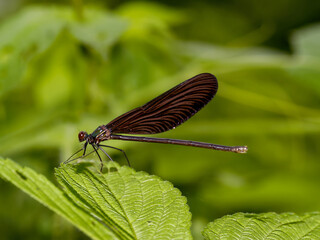 Atrocalopteryx atrata, a Korean damselfly with glossy black wings and iridescent green male body, found near streams and wetlands. Photographed in Korea.