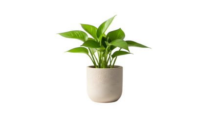 A vibrant golden pothos plant in a simple, elegant pot the lush green leaves create a refreshing and natural feel, perfect for adding a touch of greenery