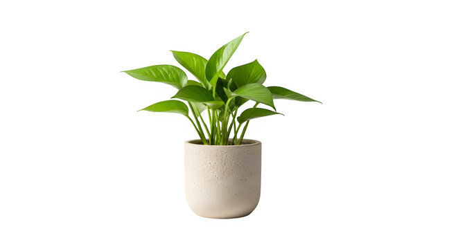 A vibrant golden pothos plant in a simple, elegant pot the lush green leaves create a refreshing and natural feel, perfect for adding a touch of greenery