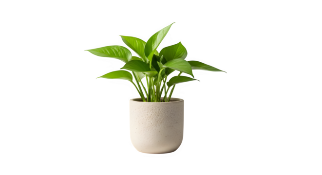 A vibrant golden pothos plant in a simple, elegant pot the lush green leaves create a refreshing and natural feel, perfect for adding a touch of greenery