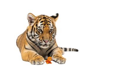 Cute tiger cub lying down with toy isolated PNG with Transparent Background