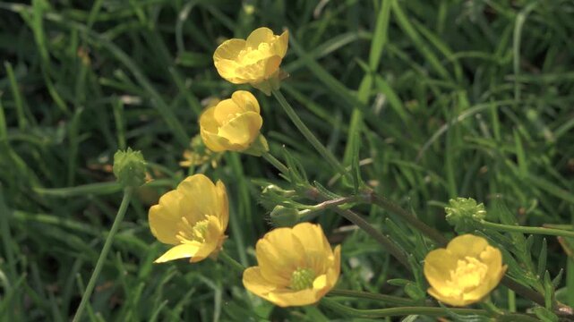 Close‑up of Five Yellow Buttercups in Sunlit Spring Meadow, Wild Flowers Dancing in a Gentle Breeze, Vibrant Nature Detail, Floral Scene with Bright Petals