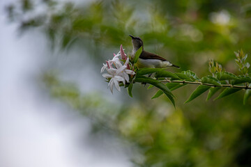 A small brown and white bird perches on a green branch with white and pink flowers in soft natural light.