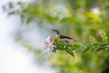 A small brown and white bird perches on a green branch with white and pink flowers in soft natural light.
