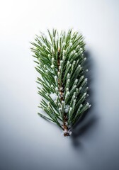 Freshly cut pine tree branches covered in natural snow and frost, symbolizing the start of the joyful winter holiday season, merry, fresh, tree