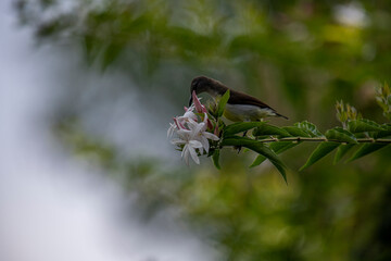 A small brown and white bird perches on a green branch with white and pink flowers in soft natural light.
