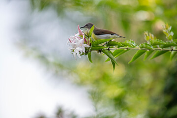 A small brown and white bird perches on a green branch with white and pink flowers in soft natural light.