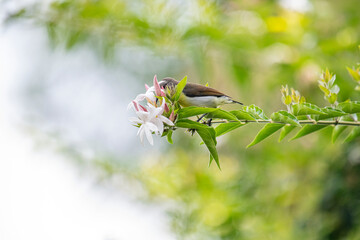 A small brown and white bird perches on a green branch with white and pink flowers in soft natural light.
