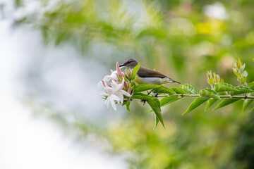 A small brown and white bird perches on a green branch with white and pink flowers in soft natural light.