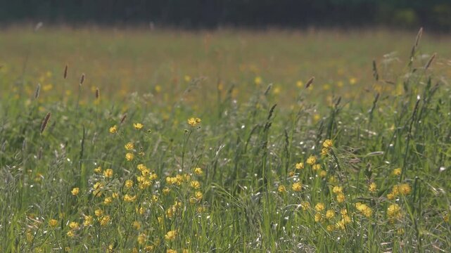 Sunlit Wild Flower Meadow with Masses of Yellow Buttercups in Tall Grass, Backlit by Sunny Sky, Vibrant Spring Field Swaying in Wind, Natural Landscape Detail, Warm Outdoor Floral Scene