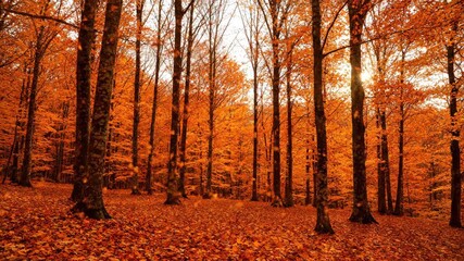 Vertical video of leaves falling in a vibrant autumn forest. Orange foliage covering the ground and trees in a seasonal nature scene - Powered by Adobe