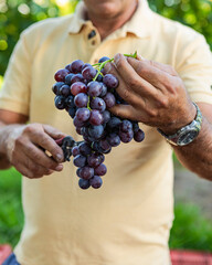 Farmer harvesting fresh red grapes from a vine, carefully picking ripe fruit for winemaking and consumption