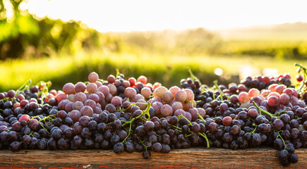 Freshly harvested red and purple grapes on a wooden surface at sunset, ready for winemaking or consumption