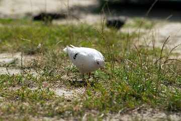 A white dove walks and searches for food