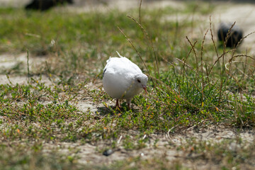 A white dove walks and searches for food