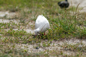 A white dove walks and searches for food