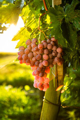 Ripening red grapes hanging on a vine in a vineyard, morning sun shining through leaves, ready for harvest