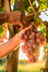 Farmer delicately harvesting a cluster of grapes from the vine in the golden glow of the setting sun during the harvest season