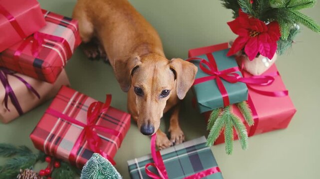 Dachshund dog surrounded by wrapped presents and green festive decor