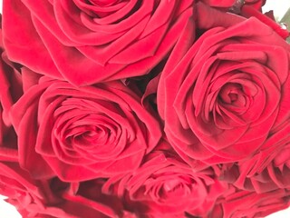 red roses background