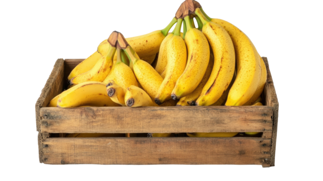 Rustic wooden crate overflowing with bunch of ripe yellow bananas showing tropical fresh fruit abundance and organic produce isolated on white background