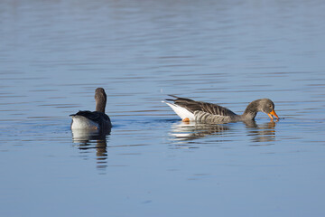 two greylag geese seen from behind and from the side, two greylag geese, Anser anser, two gray geese on the lake, blue lake, calm pond, bird with head in the water