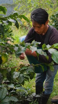 vertical Young Latino harvesting high-quality coffee cherries on his plot in the Yungas region of Bolivia - coffee concept