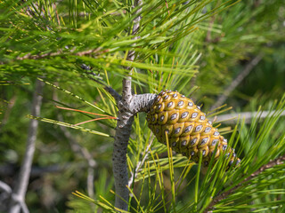 Close-up of a yellowish-green, immature pine cone surrounded by bright green pine needles on a branch.