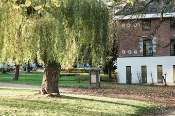 Saule pleureur dans le parc Fabiola &agrave; Verviers, Province de Li&egrave;ge en Belgique, Europe